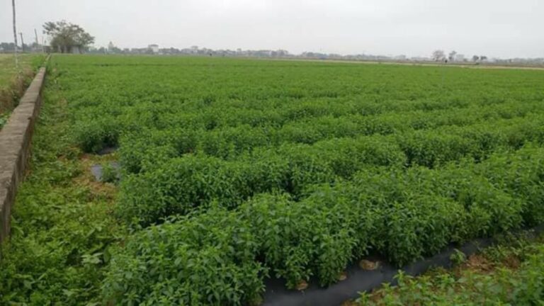Stevia