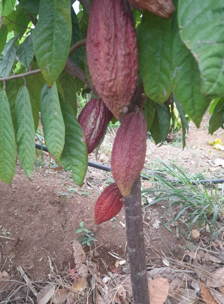 Cocoa