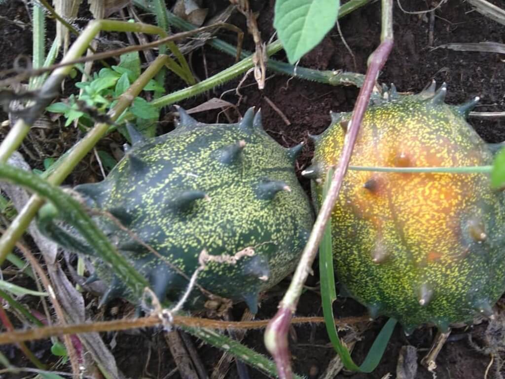 Thorn melon