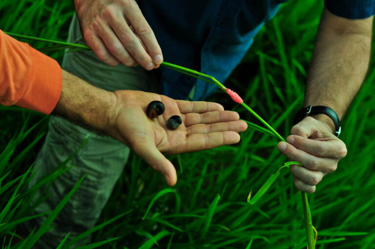 Apple snail