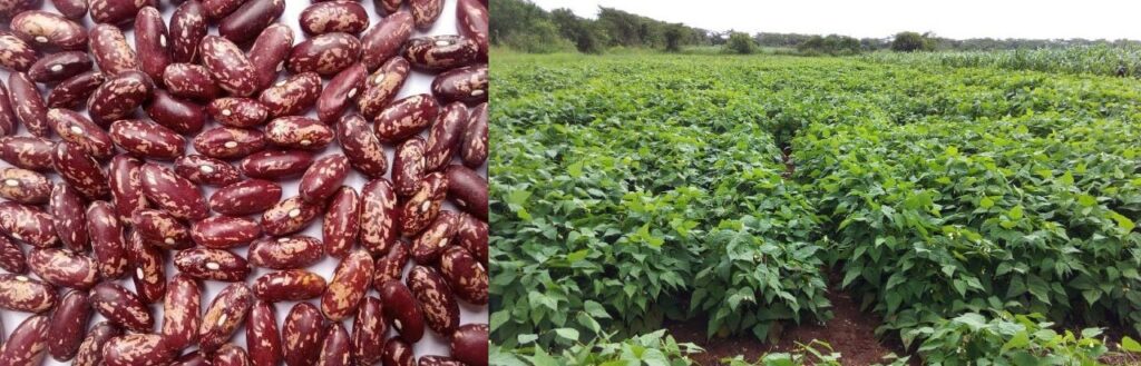 Nyota bean