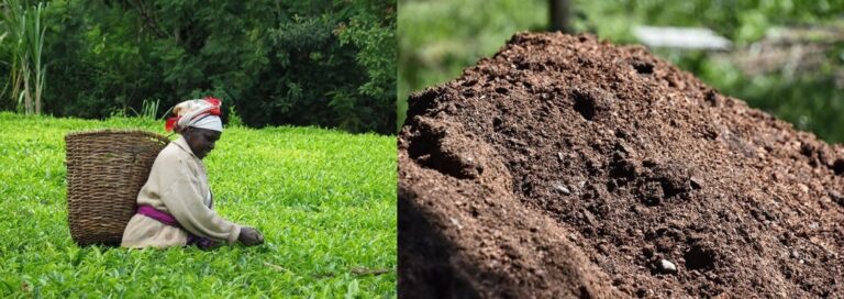 Tea farm manure application
