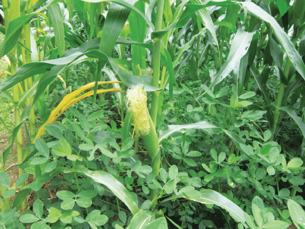 Intercropping Maize-with groundnut