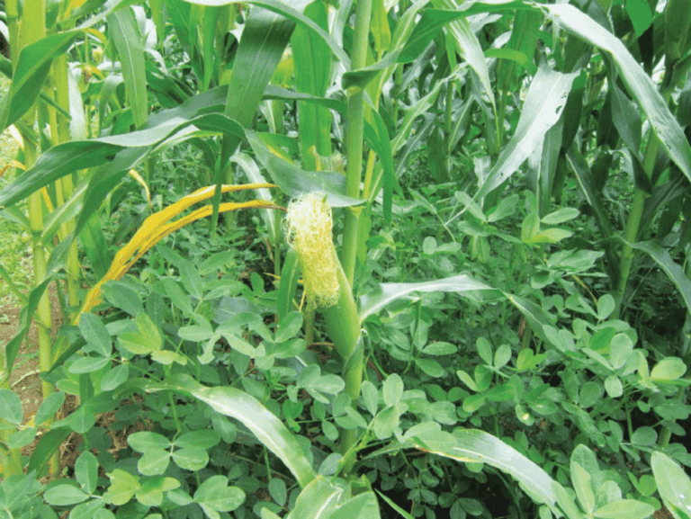 Intercropping Maize-with groundnut