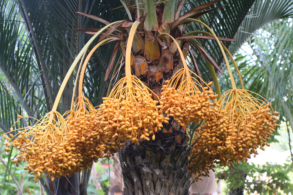 date fruits