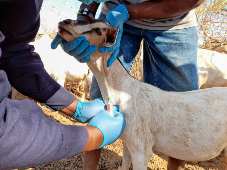 Goat vaccination