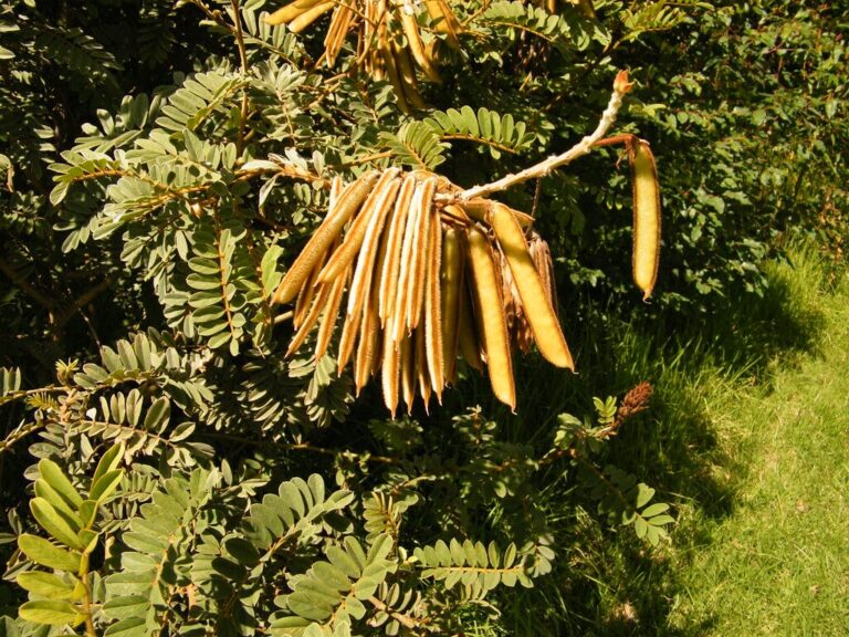 tephrosia
