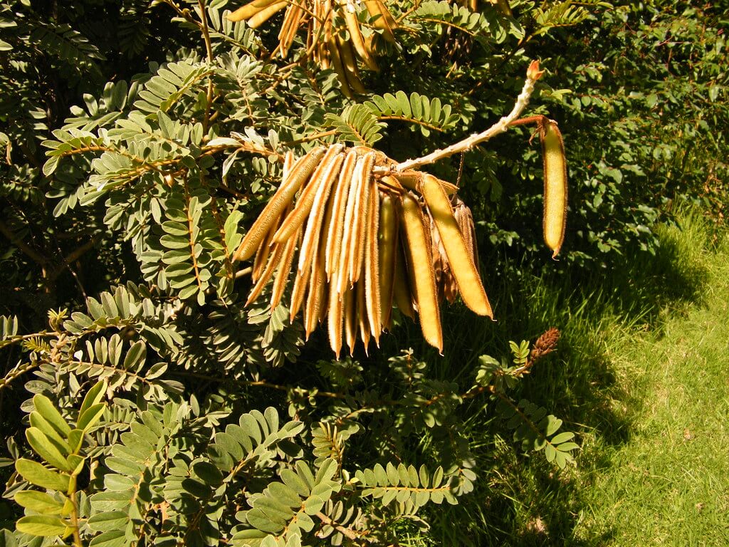 tephrosia