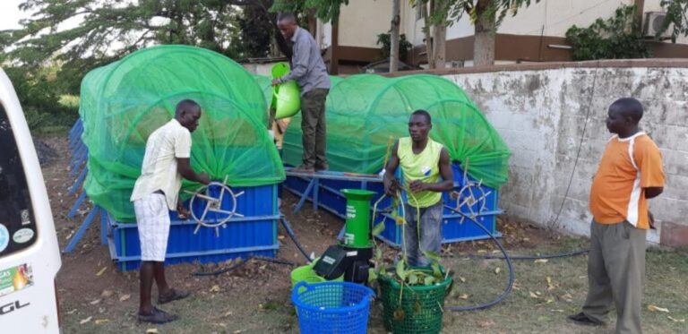 Water hyacinth