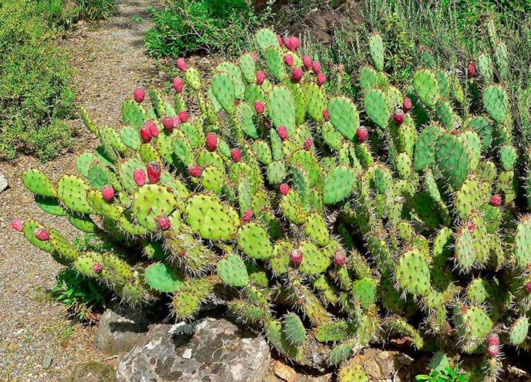 apple cacti