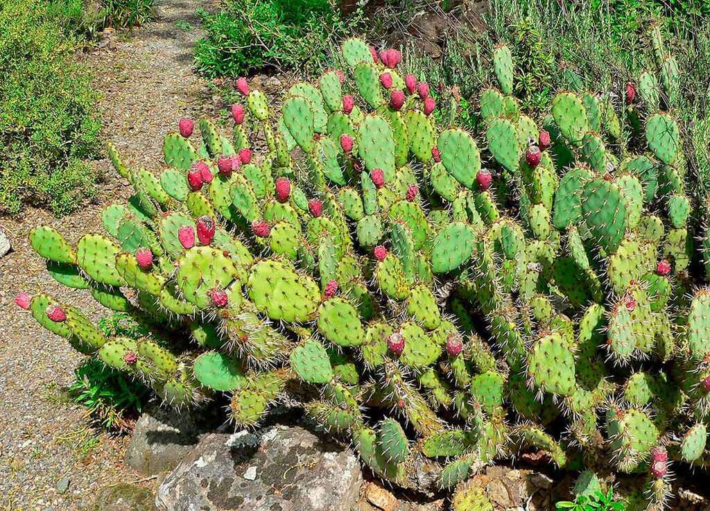 apple cacti