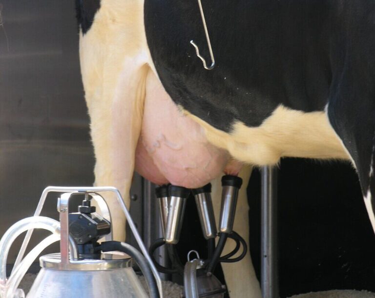 Cow milking
