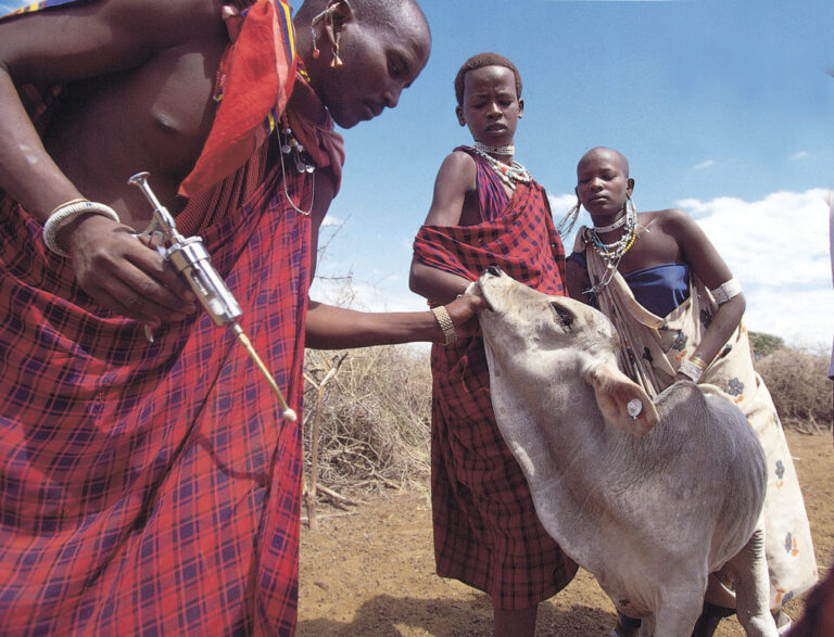 Livestock Vaccination