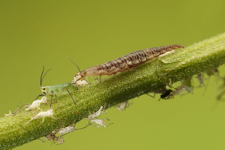 Lacewing larva feeding on aphids