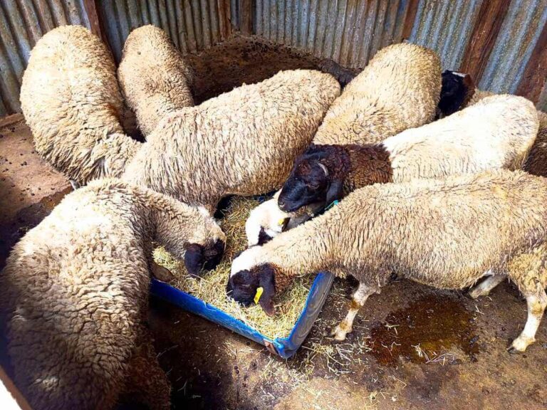 Dorper sheep