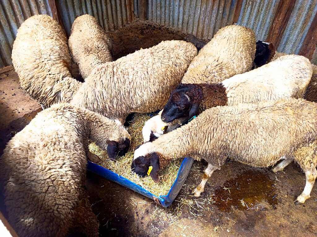 Dorper sheep