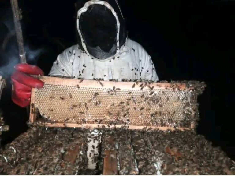 beekeeping