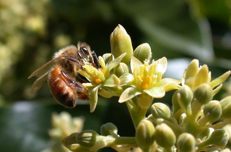 Pollination