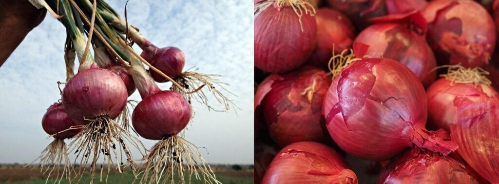 Onions