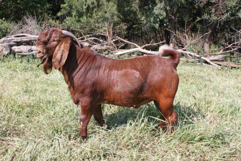 Red Kalahari