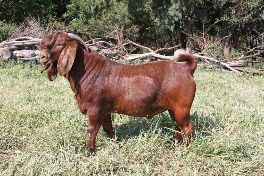 Red Kalahari