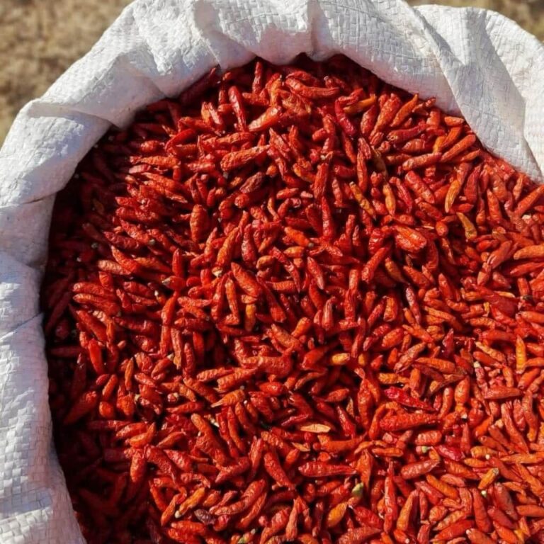 dried chilli