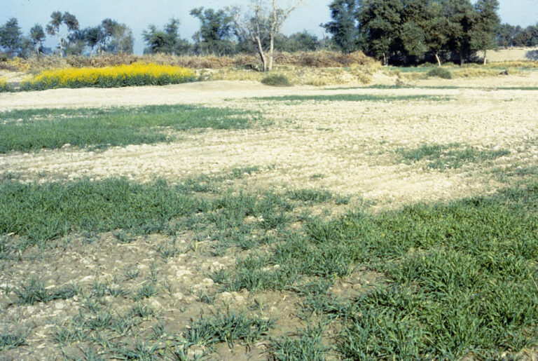 Salt stressed wheat in a field
