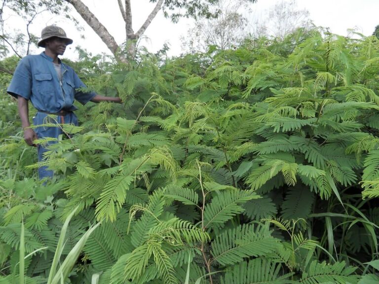 calliandra
