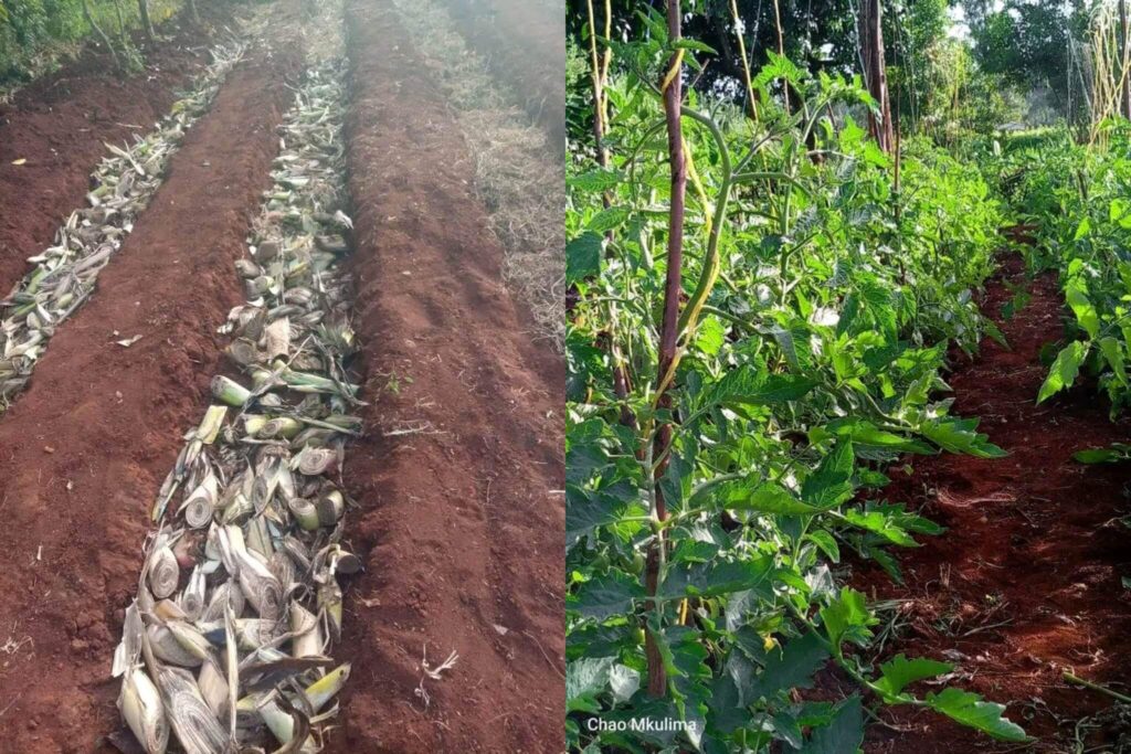 banana-stem soil beds