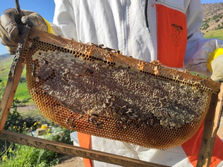 Beekeeper Holding a Hive Frame