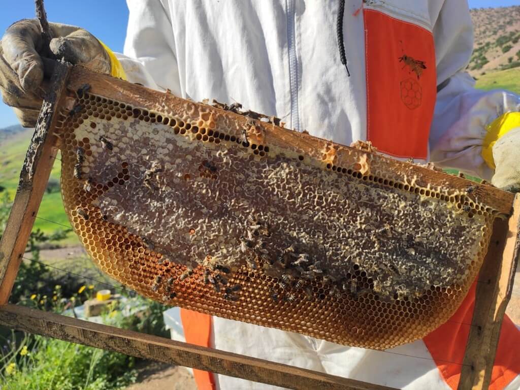 Beekeeper Holding a Hive Frame