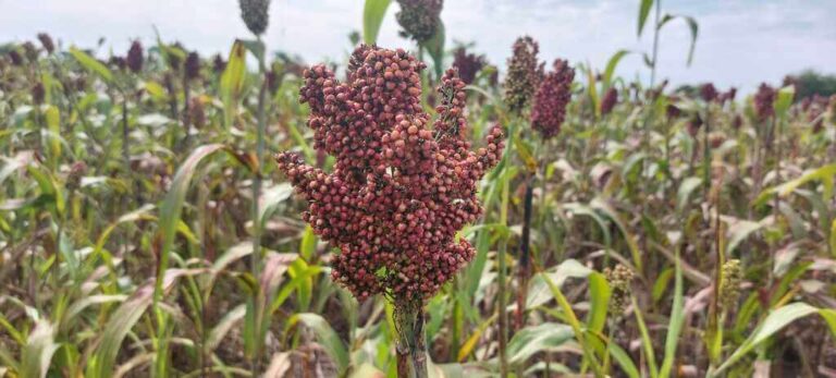 sorghum