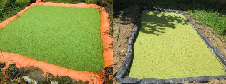 azolla