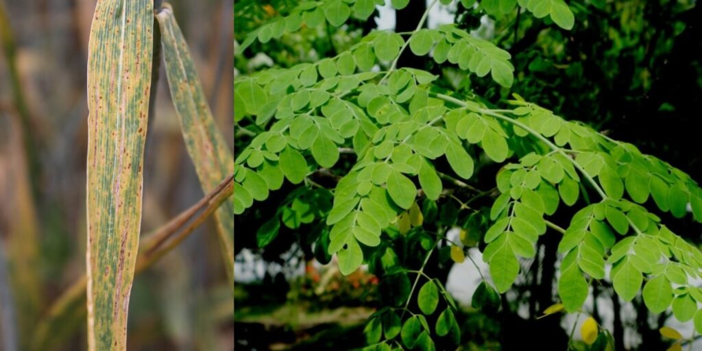 Moringa spray