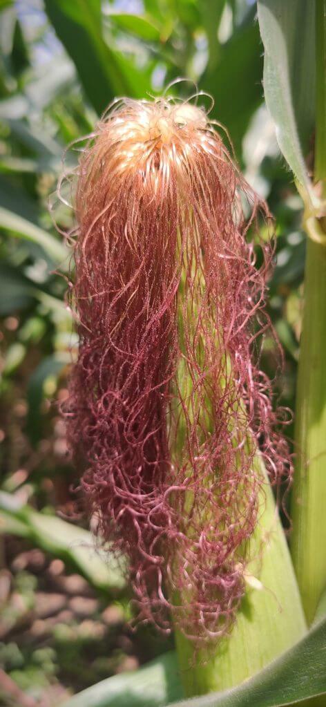 Maize silk