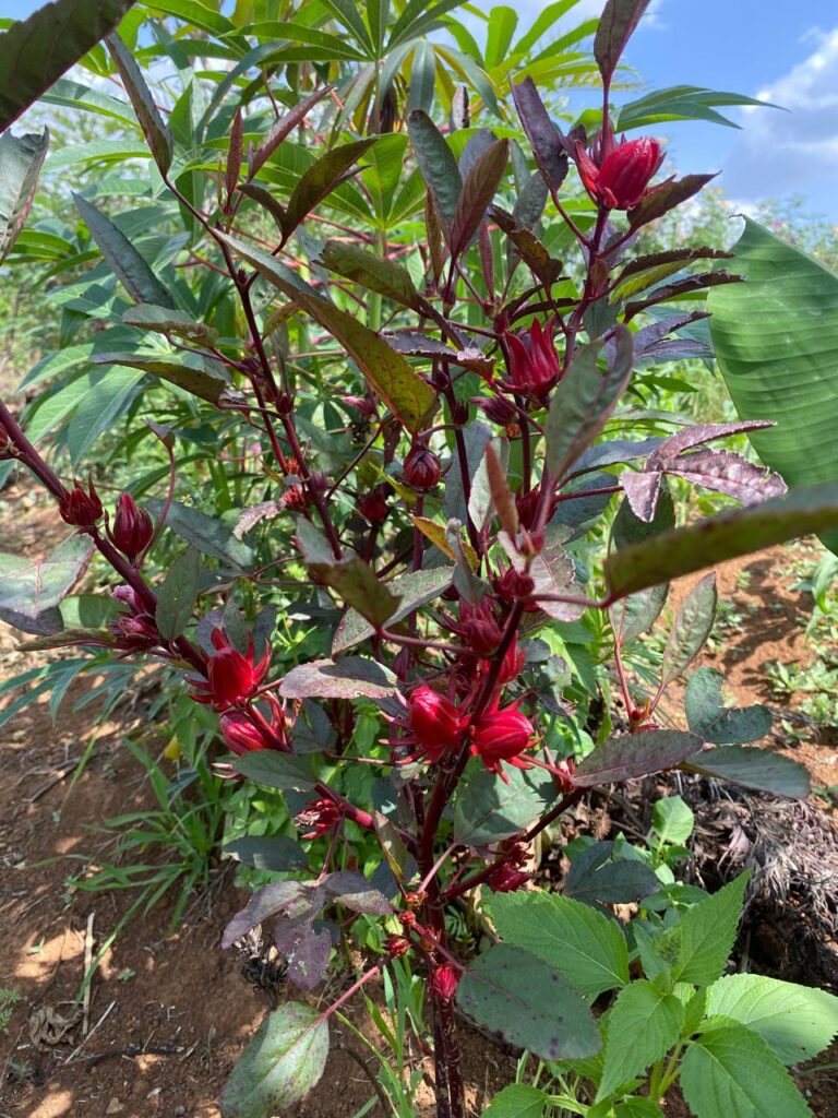 hibiscus