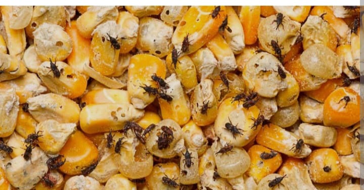 weevil on maize